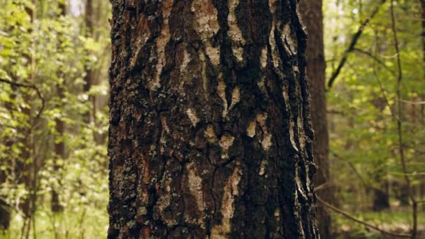 Movimiento Cámara Tronco Viejo Árbol Grande Concepto Conservación Naturaleza Los — Vídeo de stock