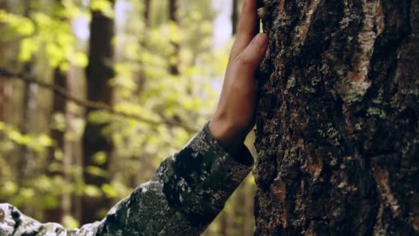 Toque Mão Tronco Árvore Mão Homem Toca Num Tronco Pinheiros — Vídeo de Stock