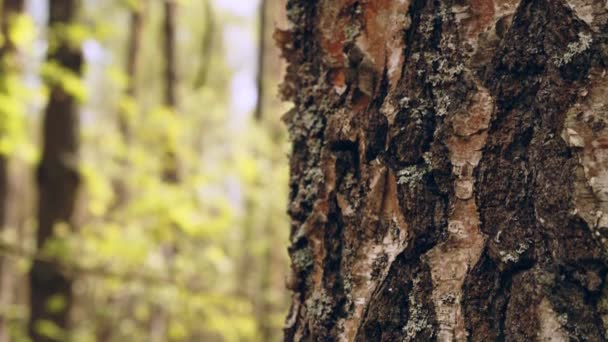 在绿林的背景下 特写了一棵松树的树干 保护自然 森林和环境的概念 照相机在一棵老树的树干上移动 — 图库视频影像