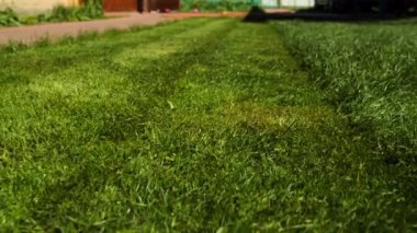 Yeşil çimenler yakın plan. Yavaş çekim alçak açı yeşil sulu çimlere bakıyor. Arka bahçedeki çimenler, kesme zamanı. Çimlerin bir kısmı budanmış, diğeriyse kesilmemiş. Farklılık kavramı. 