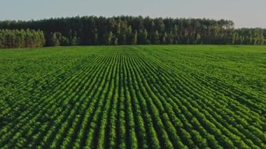 Hava görüntüsü: arka planda orman olan yeşil tarım bitkisi alanı. Taze mısır tarlasının güzel yaz manzarası. Çiftlik mısır tarlasının üst görüntüsü. Sağlıklı gıda ve tarım kavramı.