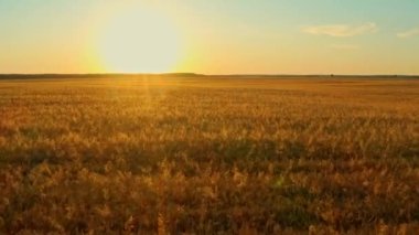 Hava sineması klibi: İHA gün batımında buğday tarlasında uçuyor. Drone sarı tarım buğday tarlası üzerinde uçuyor. Bir buğday tarlasının güzel yaz manzarası. Çiftlik buğday tarlasının üst görüntüsü.