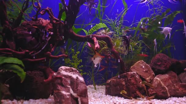 緑の植物と青い背景に多くの魚と美しい淡水水族館 魚の大規模な群れと淡水水族館 白い小石と水族館の風景 アクアスペース — ストック動画