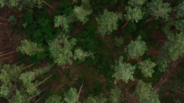 Drone Sorvola Cime Degli Alberi Nella Foresta Vista Aerea Della — Video Stock
