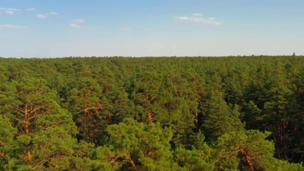 Cinematografische Beelden Van Luchtfoto Dennenbossen Drone Vliegt Een Boomtoppen Een — Stockvideo