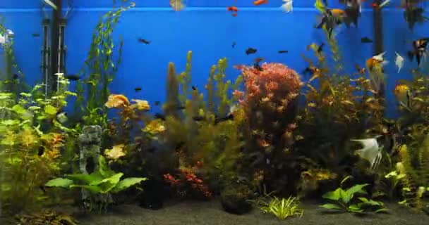 Édesvízi Akváriumban Lévő Növények Termesztésének Ideje Lejárt Gyönyörű Akváriumi Táj — Stock videók