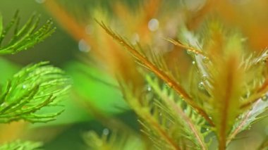 Güzel bir akvaryum bitkisinin makro çekimi. Proserpinaca palustris. Güzel yeşil tatlı su bitkisi oksijen salgılar. Akvaryumdaki akvaryum bitkilerinin fotosentezi. Su uzayı.