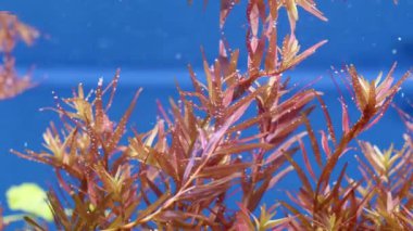 Güzel yeşil tatlı su bitkisi oksijen salgılar. Akvaryumdaki akvaryum bitkilerinin fotosentezi. Su uzayı. Güzel bir akvaryum bitkisinin makro çekimi. Myriophyllum heterophyllum