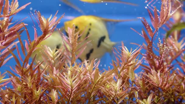 美しい緑の淡水植物は泡の酸素を醸し出しています 水族館内の水族館植物の光合成の過程 アクア スペース 美しい水族館の植物のマクロショット ミリオフィルムヘテロフィラム — ストック動画