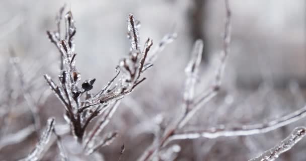 Větve Zarostlé Ledovými Rampouchy Klimatické Námrazy Záběry Zamrzlých Zimních Rostlin — Stock video