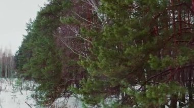 İnsansız hava aracı yeşil bir çam ormanının önünde alçak irtifada uçuyor. Kışın, ormandaki kozalaklı ağaçların önünde insansız hava aracının yan uçuşları..