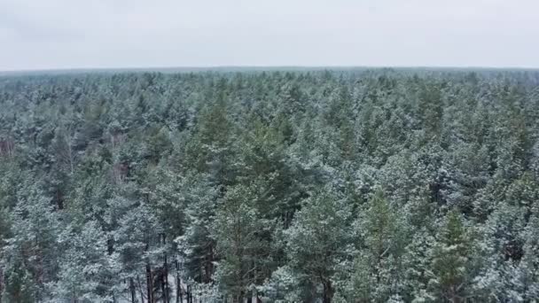 Nad Zasněženým Borovým Lesem Létá Dron Dron Lítá Nad Zelenými — Stock video