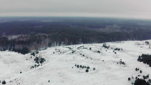 Vista Aérea Del Bosque Pinos Nevados Invierno Vista Superior Bosque — Vídeo de stock