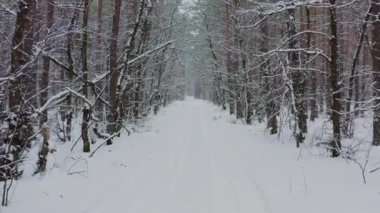 Drone kışın karlı ormanda ağaçların arasında yavaşça uçar. Drone, karlı ağaçların gövdeleri arasında alçaktan uçuyor. Güzel kış karlı manzarası. Ormanda İHA uçurmak.