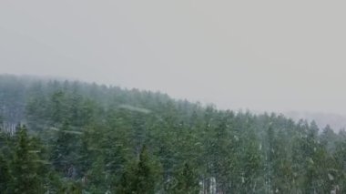 Şiddetli bir kar yağışı sırasında dron ormanın üzerinde uçar. Çam ormanının üzerinde kar fırtınası, insansız hava aracının manzarası. Kış fırtınası sırasında güçlü bir rüzgar. Drone donmuş nehre doğru ağaçların üzerinden uçuyor..