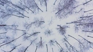 İnsansız hava aracı ağaç tepeleri ormanının üzerinden havalanıyor. Drone kışın ormandaki ağaçların üzerinden uçuyor. Bitmiş, ormandaki huş ağaçlarının tepesinden havalanıyor. Yüksekten güzel Karlı Orman.