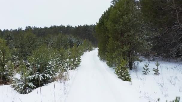 Drönaren Flyger Långsamt Mellan Tallar Skogen Vintern Vackert Snöigt Vinterlandskap — Stockvideo