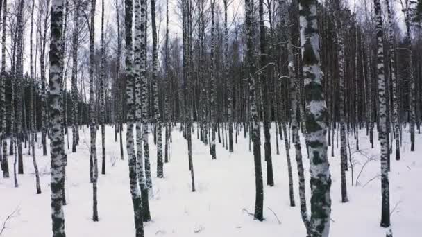 美しい冬の雪景色 冬になると森の中の木々の間をゆっくりとドローンが飛ぶ ドローンは木の幹の間の低い高度で飛ぶ 森の中でドローンを飛ばして — ストック動画