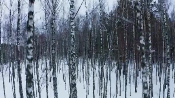 Drone Decolla Dalla Terra Fronte Alla Foresta Betulle Bellissimo Panorama — Video Stock