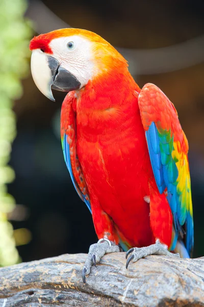 Šarlatové macaw — Stock fotografie