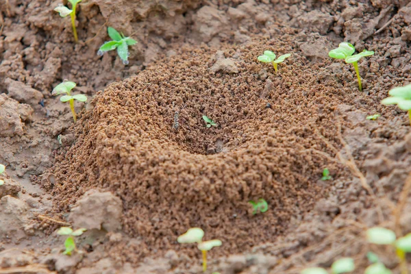 Colina de formiga — Fotografia de Stock