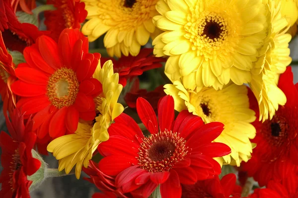 Red and yellow daisy flowers — Stock Photo, Image
