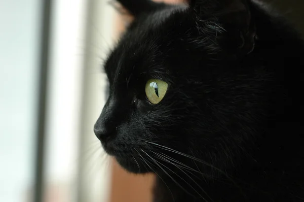 Black cat face starring outside — Stock Photo, Image