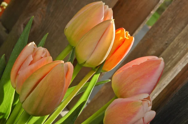 A bunch of pink tulips and wooden door — Stock Photo, Image
