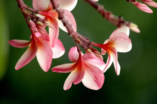 Plumeria rouge fleur orientale — Photo