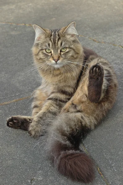 座っている愛らしいイギリスの長い髪の猫 — ストック写真