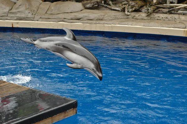 Dolphin juping glatt — Stockfoto