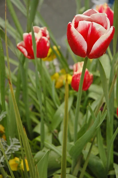 Red tulips blooming — Stock Photo, Image