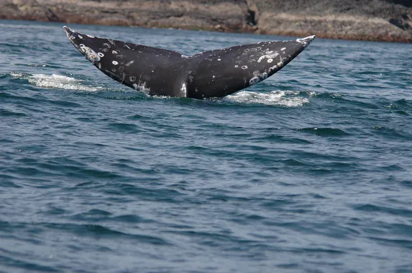 鱼鳍的驼背鲸 — 图库照片