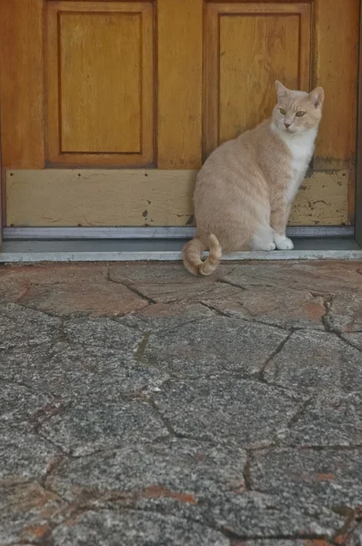 Amarillo mullido adorable gato doméstico — Foto de Stock