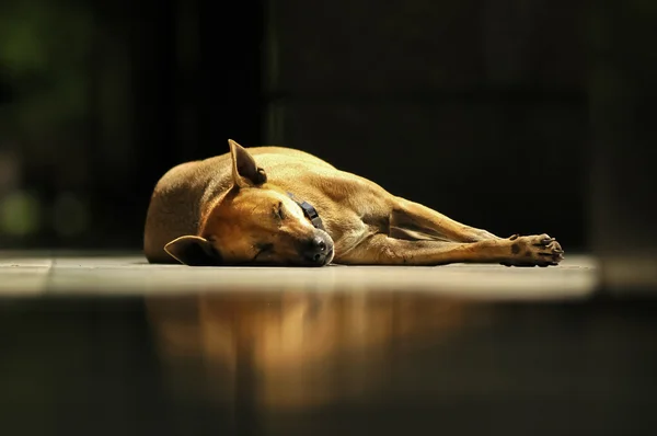 Brown Thai dog sleeps under sunlight — Stock Photo, Image