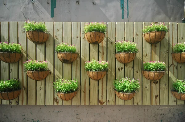 Growing plants on a wooden wall — Stock Photo, Image