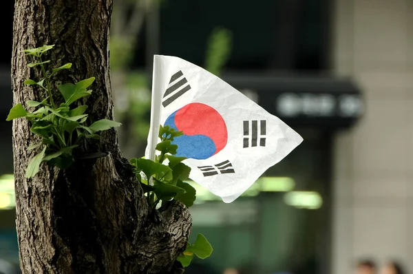 Κορέας σημαία σε ένα δέντρο — Φωτογραφία Αρχείου