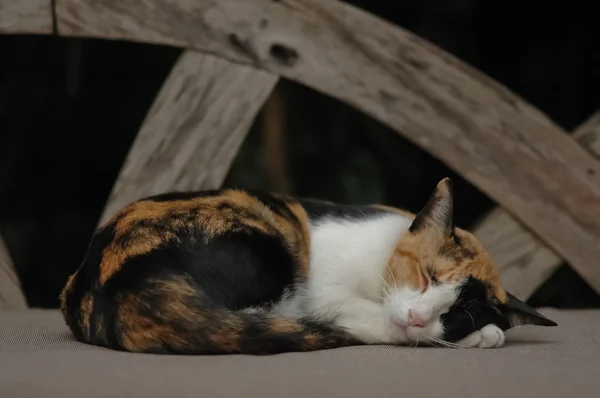 Lindo mullido gato durmiendo en madera banco — Foto de Stock