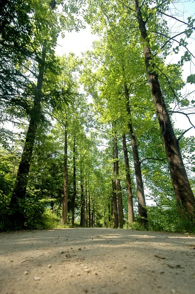 Romantic trees passage — Stock Photo, Image