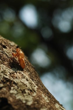 Kriket kabuk kabuk üzerinde