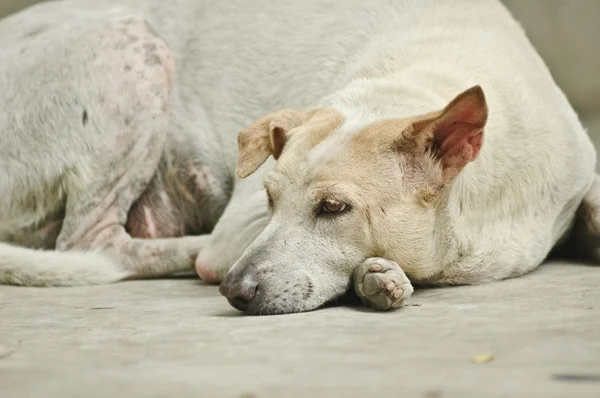 Perro blanco somnoliento — Foto de Stock