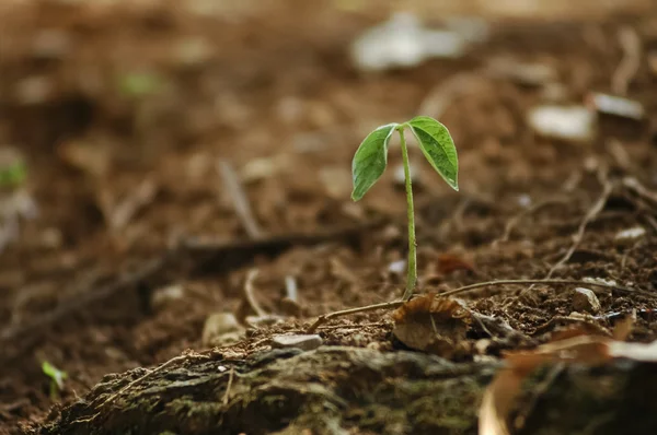 Nova esperança de cultivar pequena planta da terra — Fotografia de Stock