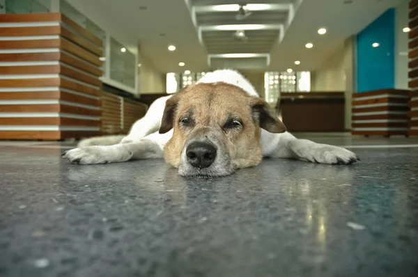 Sömnig hund på kontoret — Stockfoto