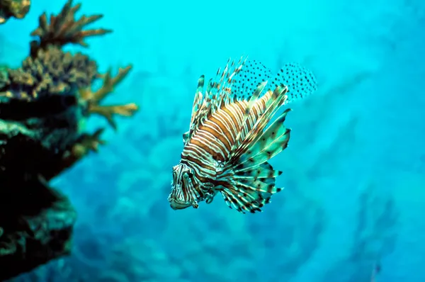 Pterois tűz-ördög-hal víz alatt — Stock Fotó