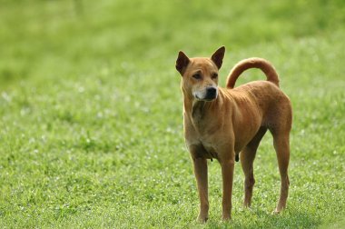 Tay köpek mutlu yeşil çimenli bahçede duran
