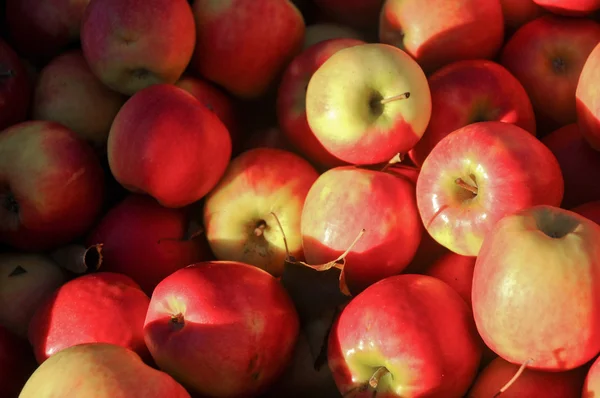 Red fresh organic apples in farmer market in Hobart Tasmania Aus — Stock Photo, Image