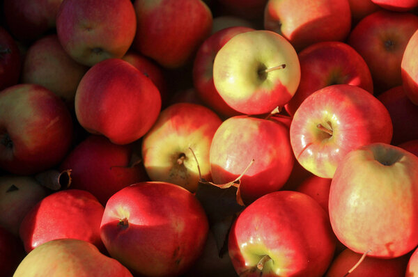 Red fresh organic apples in farmer market in Hobart Tasmania Aus