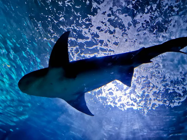 深い青色の海で白い灰色の大きなサメが泳いで下から見上げます — ストック写真