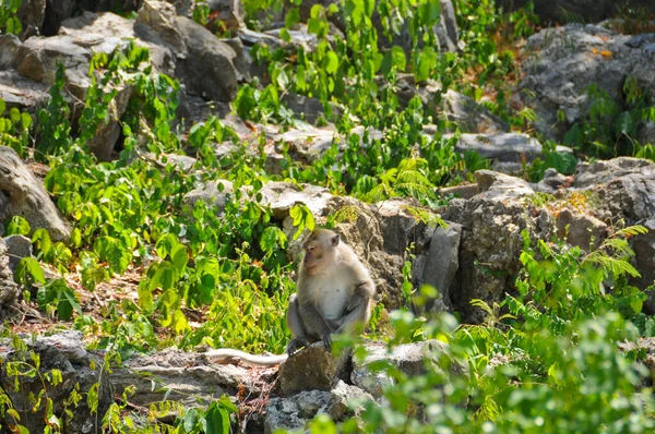 Wild Brown White Fur Boring Ape Sitting Monkey Green Forest — Stockfoto