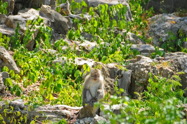 Wild Brown White Fur Boring Ape Sitting Monkey Green Forest — Stock fotografie